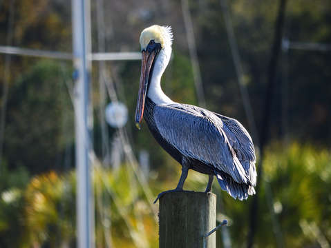 Colorful pelican on a post