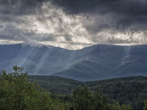 Rays