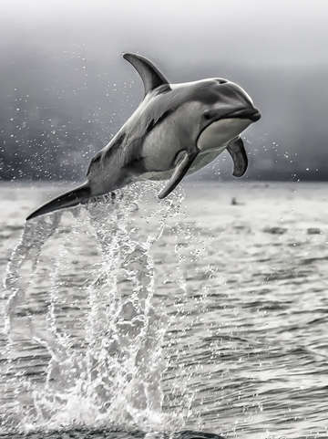 Wild dolphin 5127