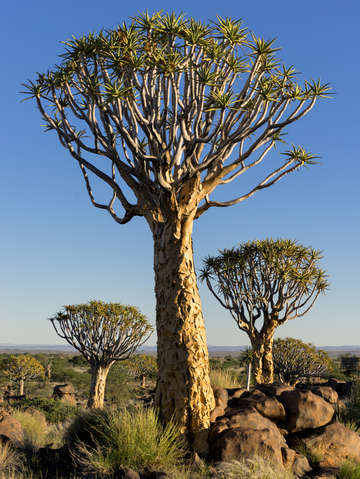 Quiver tree