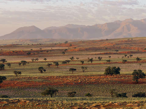 The tree line