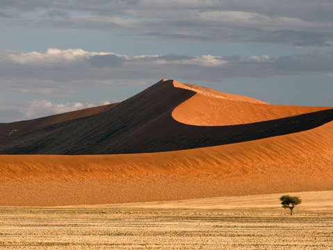 Dune and Tree