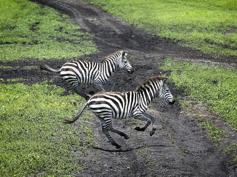Zebra on the plains