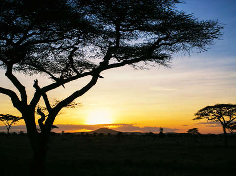 Sunset acacia