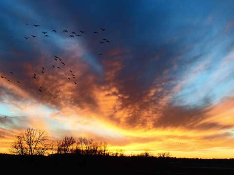Winter sunset with geese