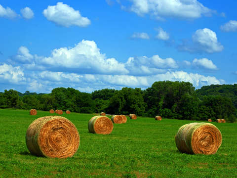 Hay bales