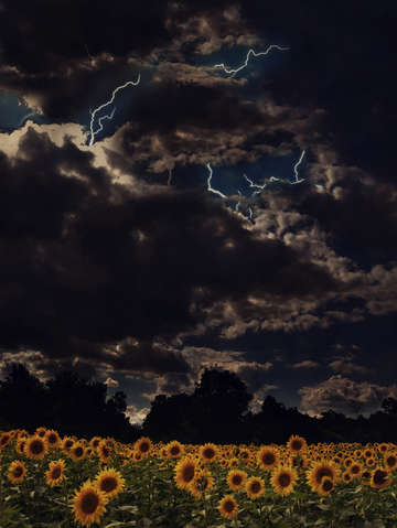 Sunflower struck
