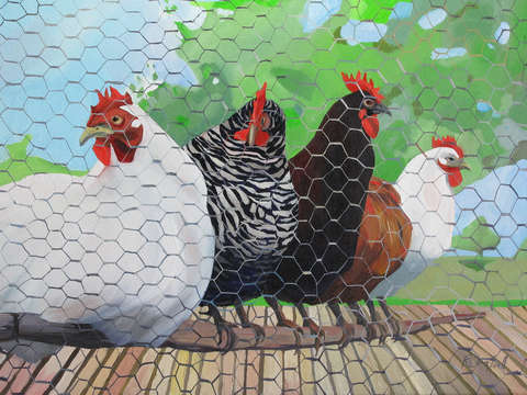 Chooks