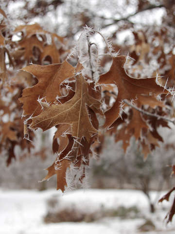 Winter hoarfrost i