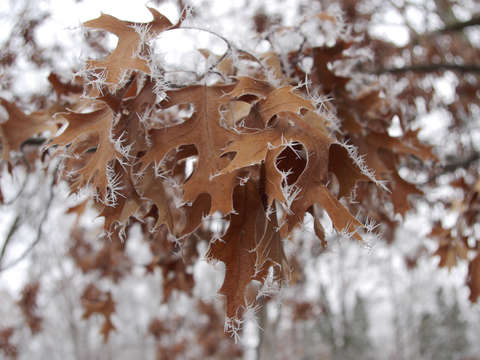 Winter hoarfrost ii