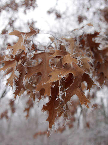 Winter hoarfrost iii