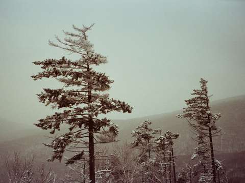 Winter trees 4