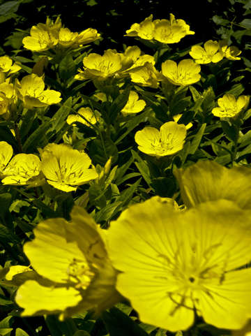 Study in yellow