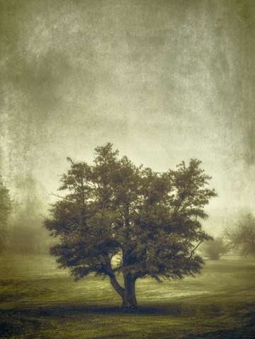 Tree in the fog 2