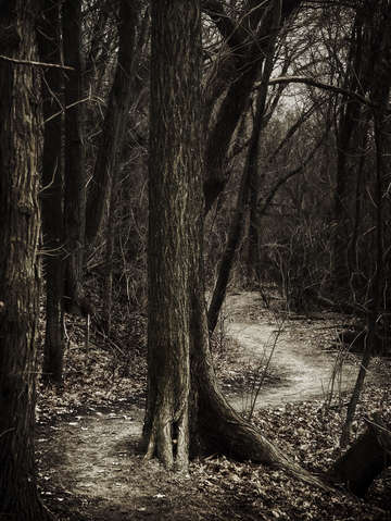 Dark winding path