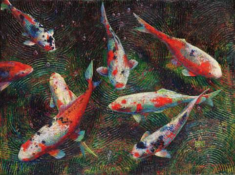 Volunteer park koi 5