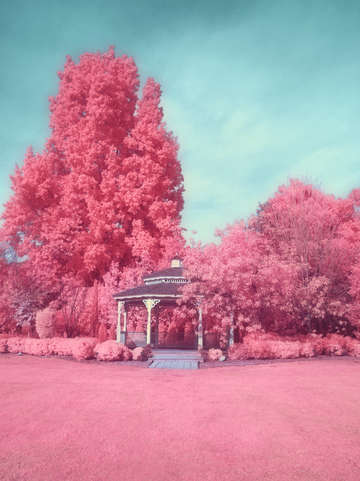 Cotton candy trees