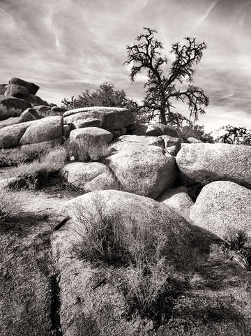 Mojave desert california