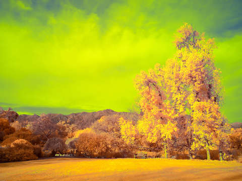 Infrared los angeles county arboretum botanic gard