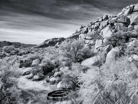 Black and white joshua tree national park