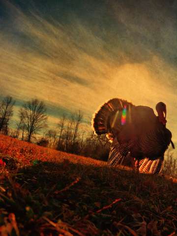 Turkey dreams