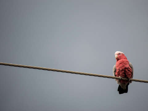 The urban parrot