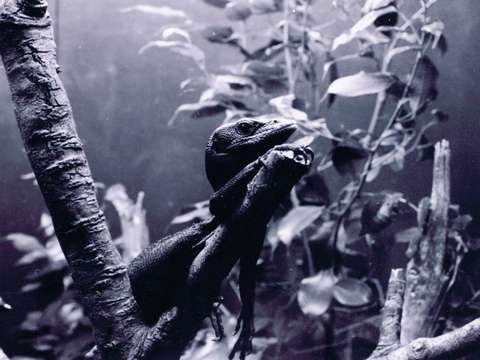 Lounge lizard