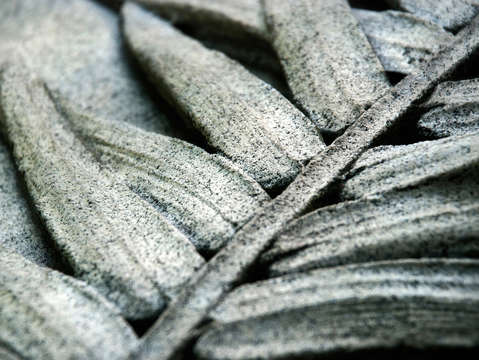 The Stone Fern