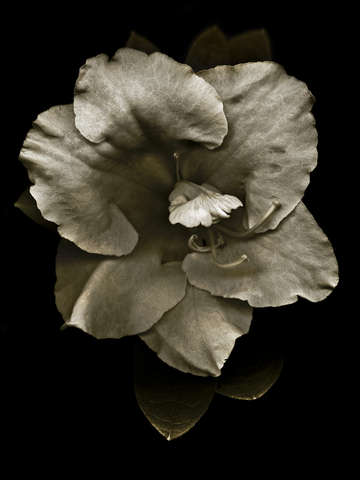 Azalea #2