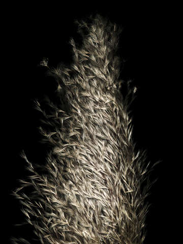 Pampas