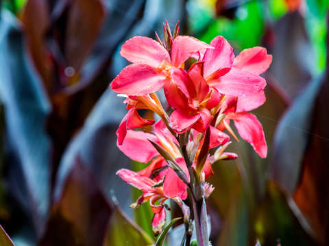 Pink bouquet