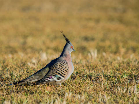 Australian crested pigeon