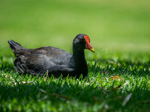 The dusky moorhen
