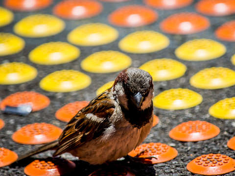 Bird on color
