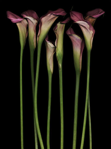 Eight calla lilies