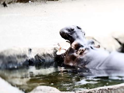 Hungry hippo