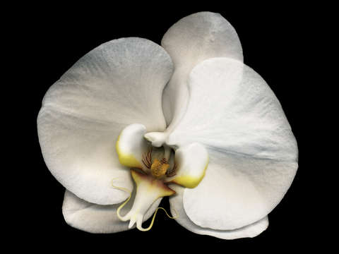 Phalaenopsis 5