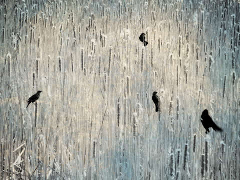 The birds