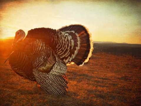 Sunset Strut