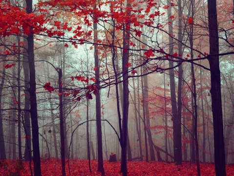 Scarlet intrigue