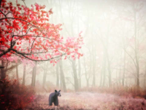 Bear meadow