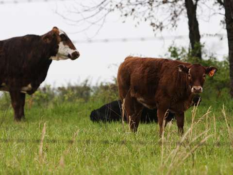 Moo