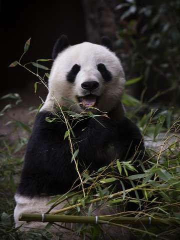 Panda 2