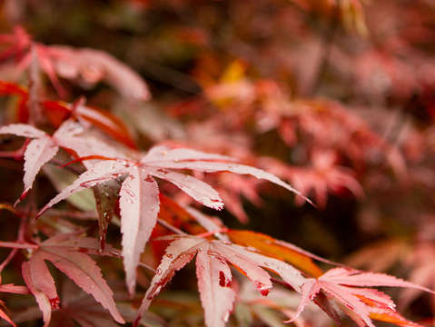 Afternoon rain on leaves