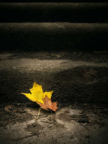 Two leaves on a staircase