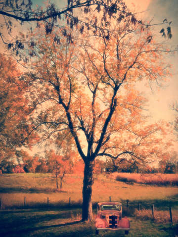 Perfect pasture