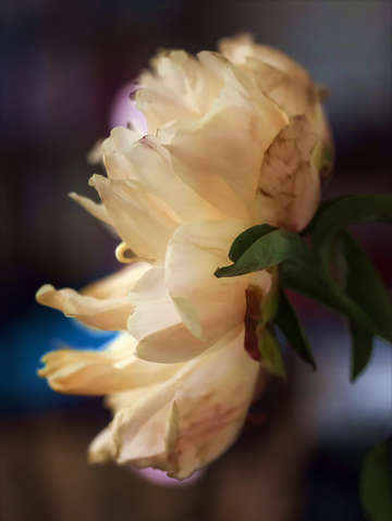 Peony 6