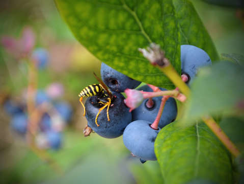 Blueberry bee