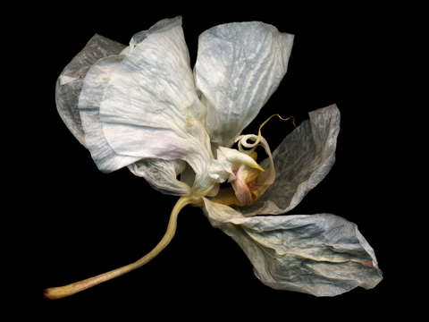 Phalaenopsis 6
