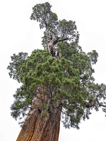 Giant Sequoia